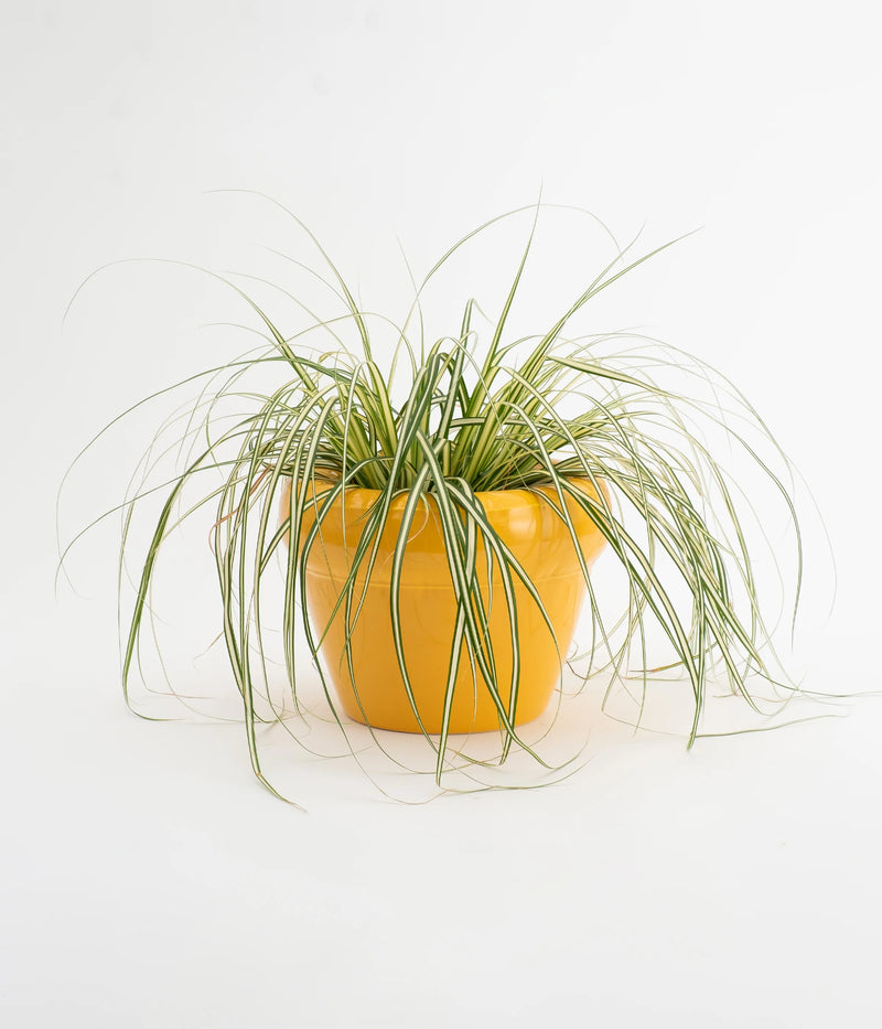 Home Studyo Planter Pierre Yolk Gloss