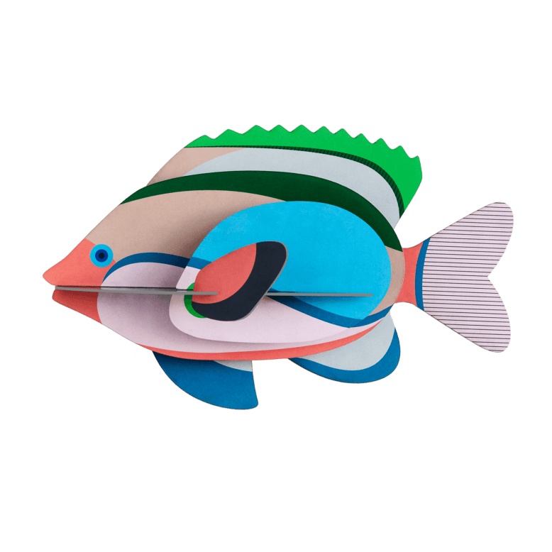 Studio Roof Fairy Wrasse