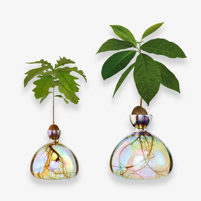 Ilex Studio Avocado Vase Vega