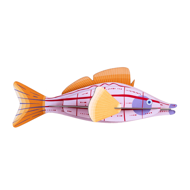 Studio Roof Longnose Hawkfish