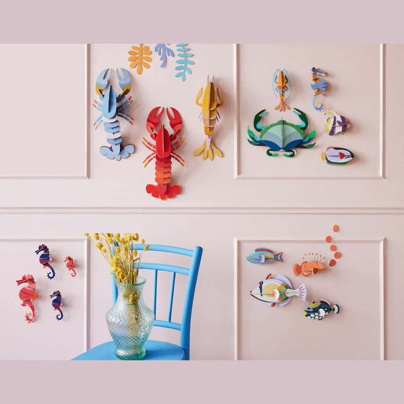 Studio Roof Fairy Wrasse