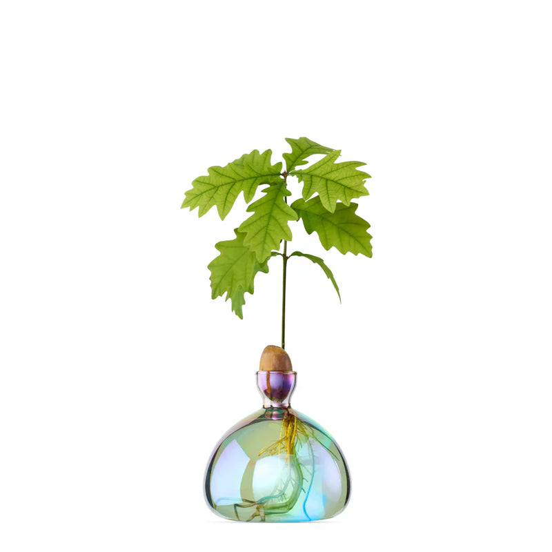 Ilex Studio Acorn Vase Vega