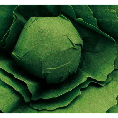 Erzi Lettuce - Studio Play