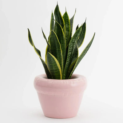 Home Studyo Planter Pierre Bubblegum Gloss - Studio Play