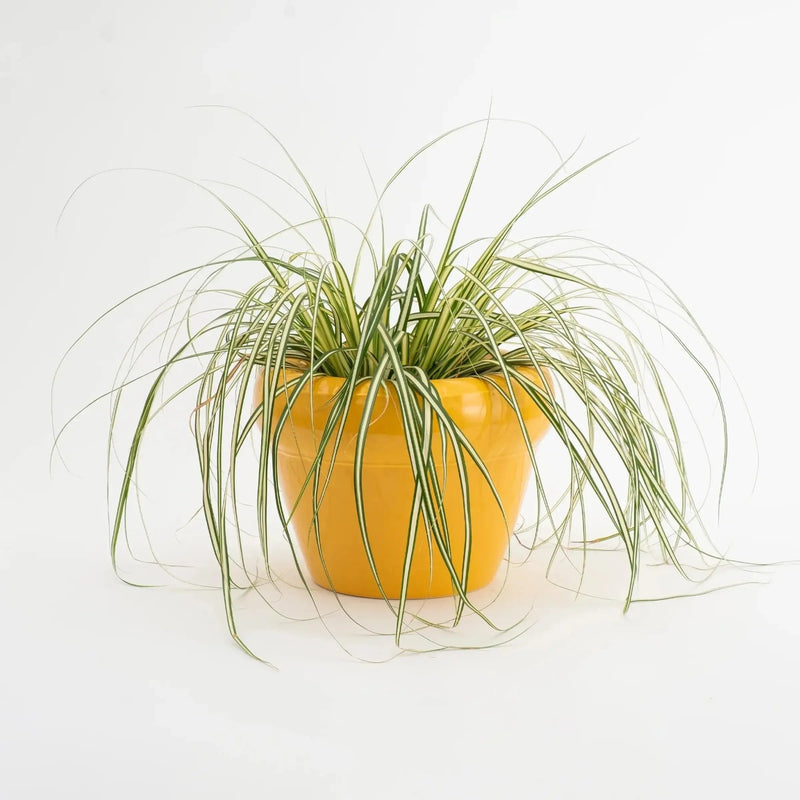 Home Studyo Planter Pierre Yolk Gloss - Studio Play