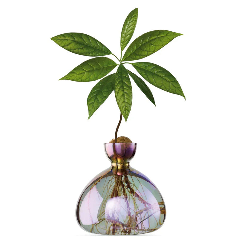 Ilex Studio Avocado Vase Vega