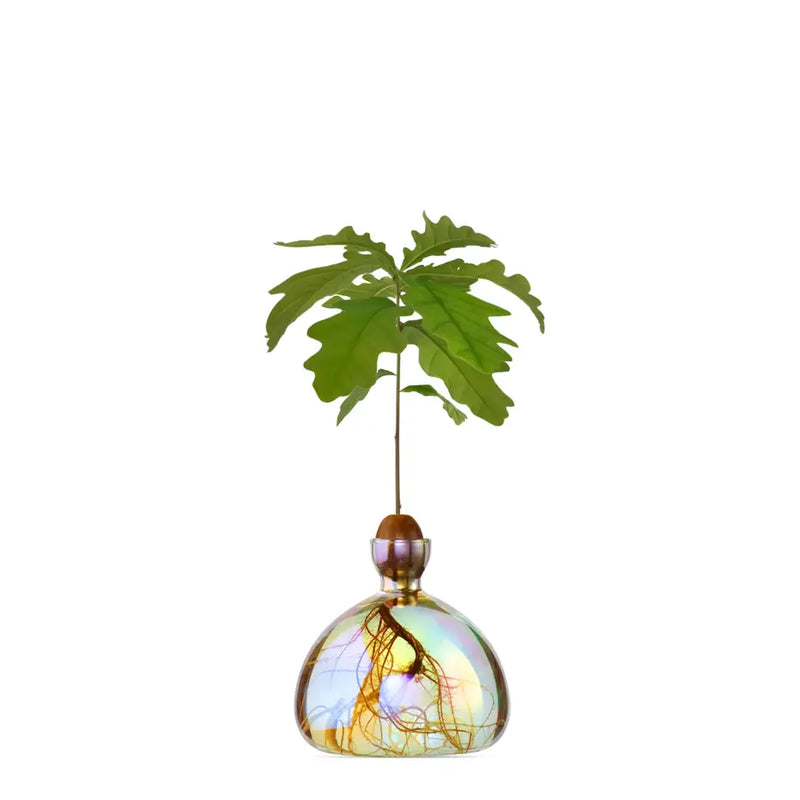 Ilex Studio Acorn Vase Astra