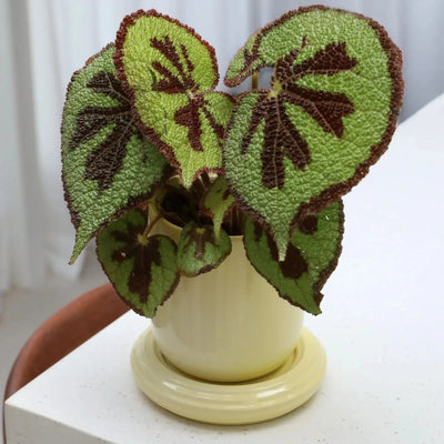 &Klevering Planter Churros Butter - Studio Play