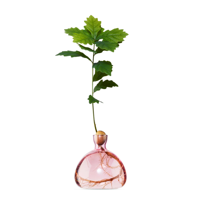 Ilex Studio Acorn Vase Rose
