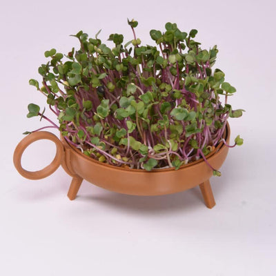 Studio Harm & Elke Sprouting Planter Brown