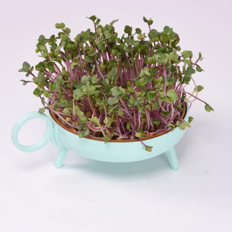 Studio Harm & Elke Sprouting Planter Mint