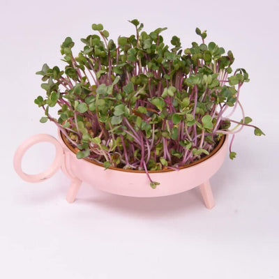 Studio Harm & Elke Sprouting Planter Pink