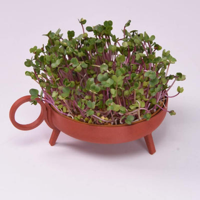 Studio Harm & Elke Sprouting Planter Red