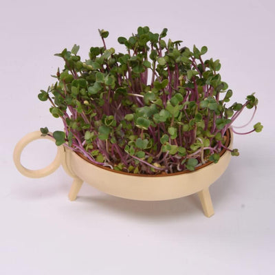 Studio Harm & Elke Sprouting Planter Sand
