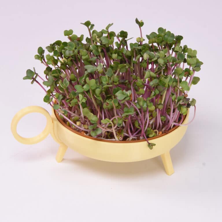 Studio Harm & Elke Sprouting Planter Yellow