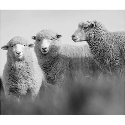 Warmbat Durack KIDS Suede Boot Cognac